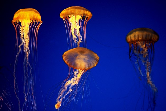 jellyfish photo
